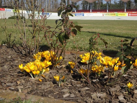 Frühlingsboten im Rad- und Reitstadion