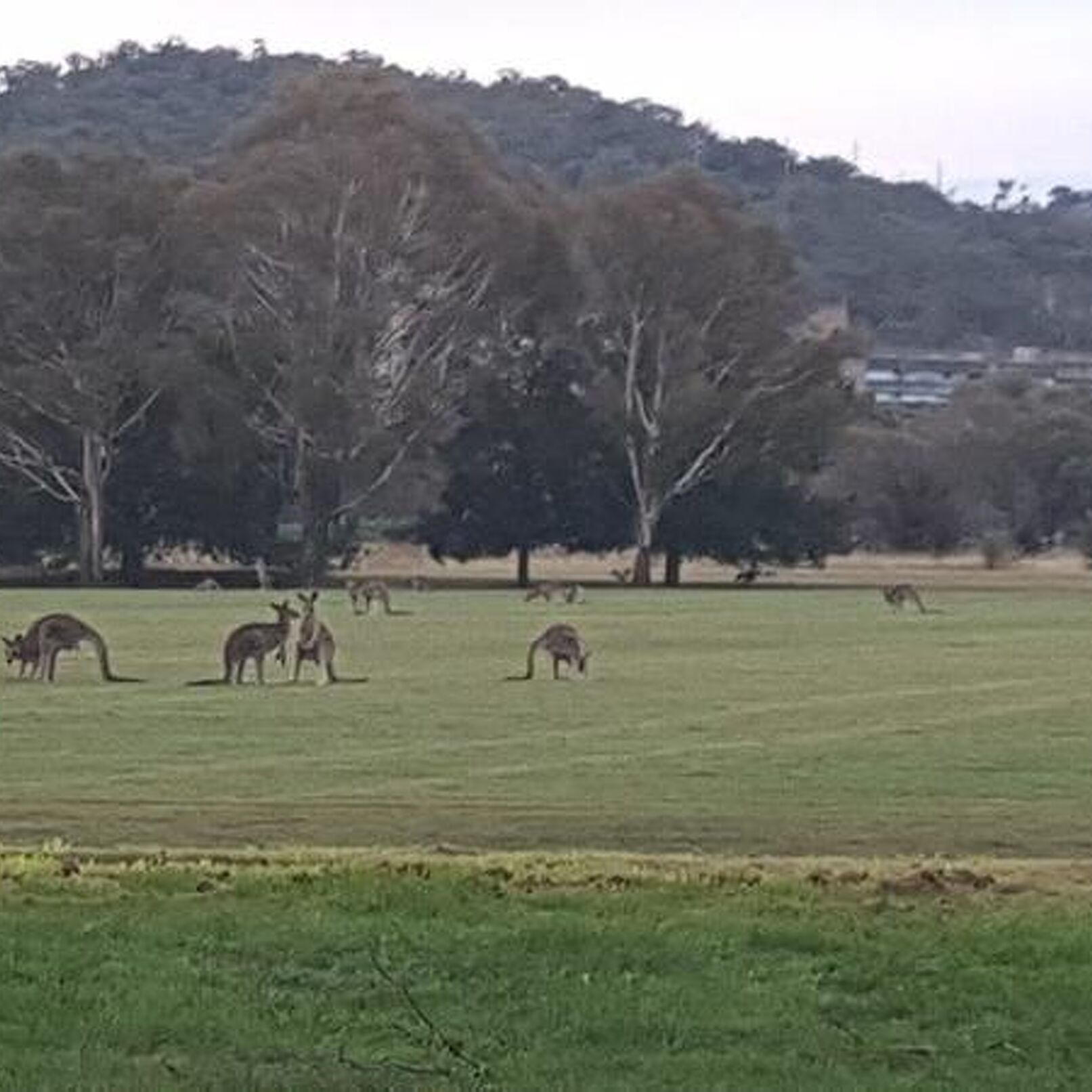 Romys Trainingswoche in Canberra 