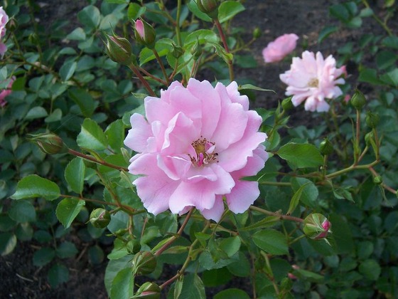 Rosen in der Rosenstadt Forst