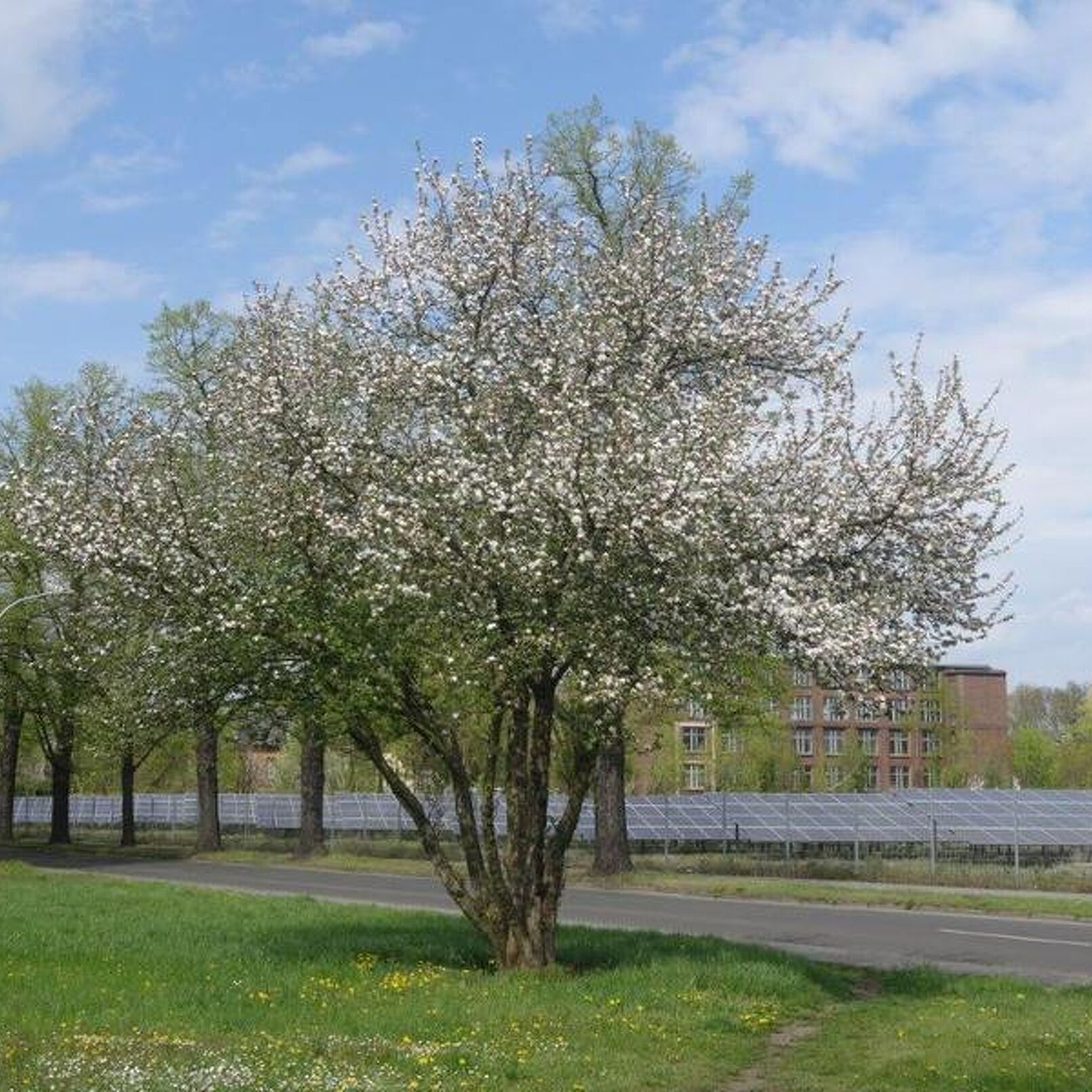 am Wege - Baumblüte