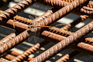 Natur am Bau..., Foto: Frank Junge (Bild: 5/6)