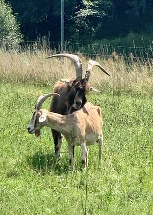 4. Radwandertour  zum Ziegenhof Pusack (Bild: 4/8)